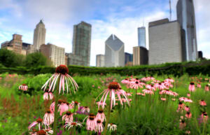 Pink coneflowers bloom in the foreground of a lush green garden, with tall modern skyscrapers and other buildings of a city skyline visible in the background under a blue sky with scattered clouds.