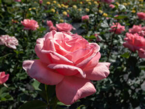 Close-up of a blooming pink rose in a garden, with more pink and yellow roses blurred in the background under bright sunlight.
