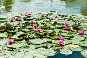 Pink water lilies blooming on green lily pads float on the surface of a calm pond, reflecting the sky and surrounding light.