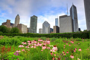 A vibrant garden with pink coneflowers in the foreground, set against the backdrop of tall modern and historic skyscrapers in downtown Chicago under a partly cloudy sky.