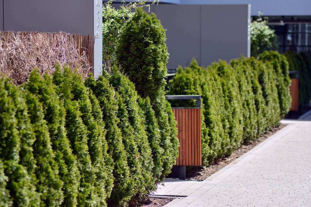 A row of neatly trimmed evergreen shrubs lines a paved walkway next to a modern building with wooden and metal fencing panels.