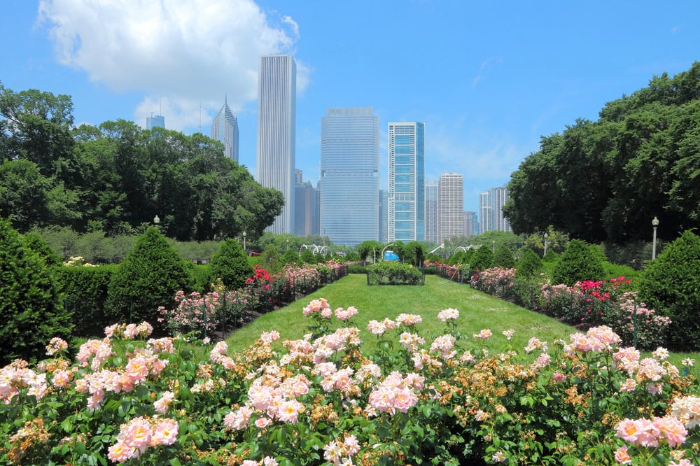 A city park garden with blooming pink roses in the foreground, green lawns, and tall skyscrapers visible in the background under a blue sky.