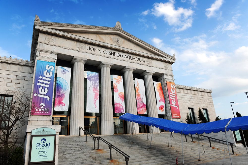 Front entrance of the John G. Shedd Aquarium with large columns, colorful banners featuring jellyfish, and a blue awning over the steps.