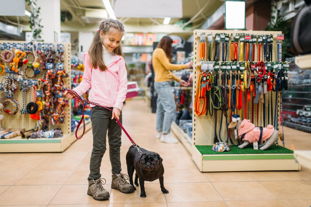 A young girl holds the leash of a black pug in a pet store, standing near shelves stocked with collars, leashes, and pet accessories.