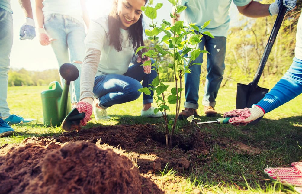A group of people kneel on grass and plant a small tree in soil, using gardening tools and wearing gloves.