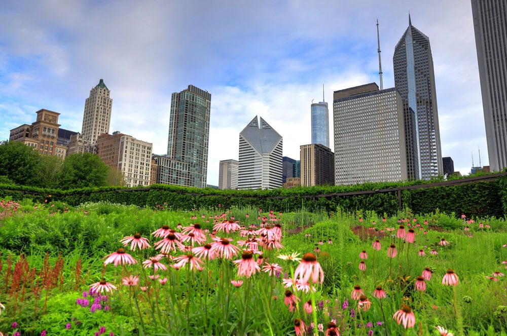 Pink coneflowers bloom in the foreground with Chicago skyscrapers and a partly cloudy sky in the background.