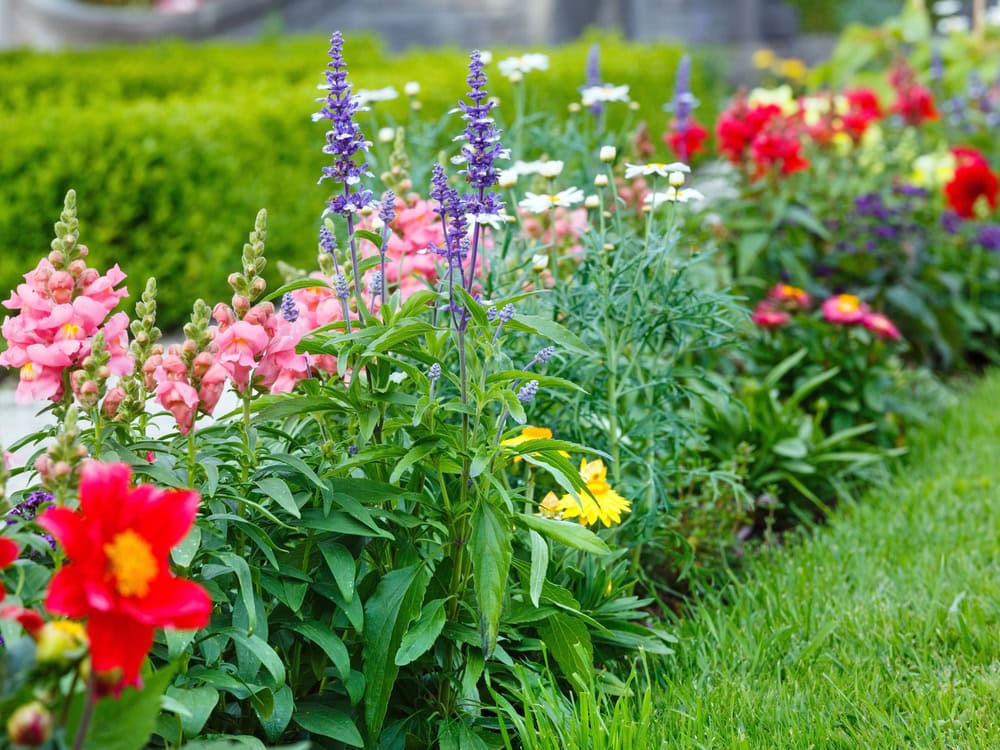 A garden bed with various blooming flowers, including red, pink, yellow, white, and purple blossoms, bordered by green grass and trimmed hedges in the background.