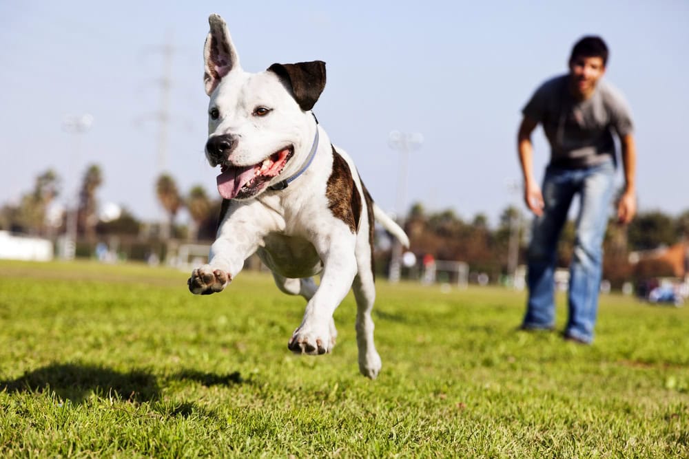 A dog runs toward the camera on grass with its mouth open, while a person in jeans and a t-shirt stands in the background.
