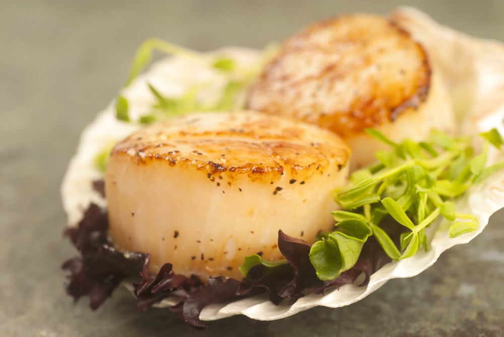 Two seared scallops on a shell, garnished with green and purple leafy vegetables, set on a gray surface.