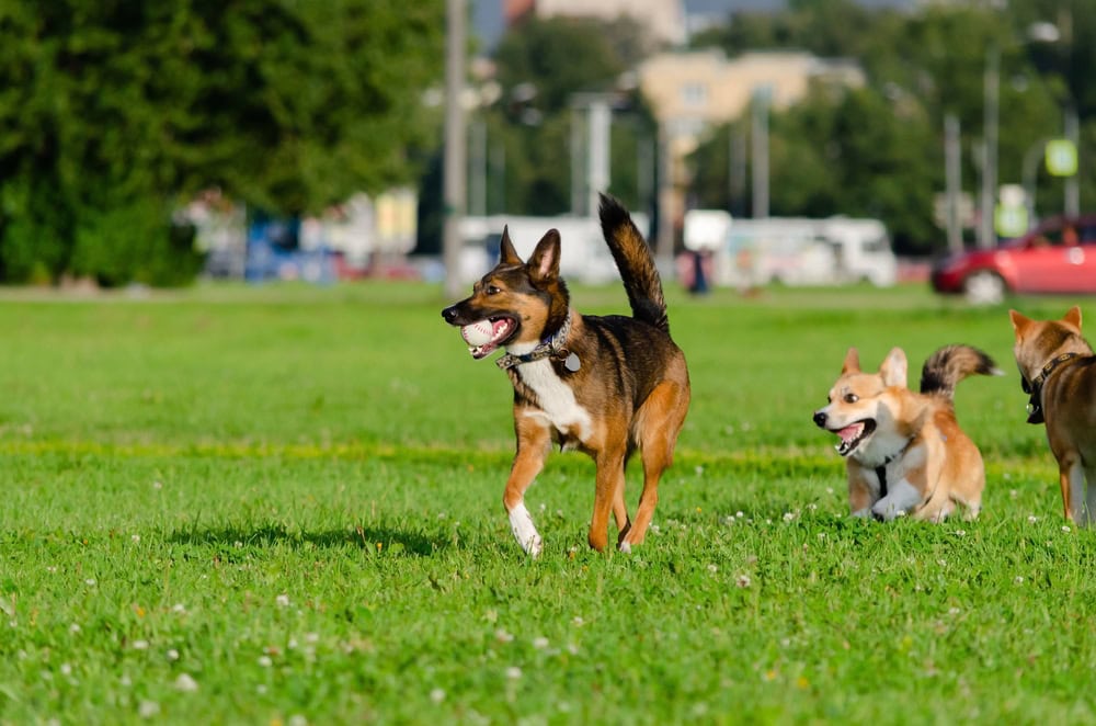Three dogs run and play together on a grassy field with buildings and trees in the background.