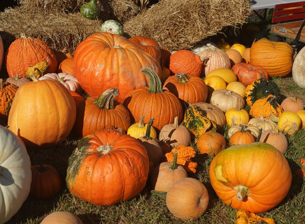 A variety of pumpkins and gourds in different shapes, sizes, and colors are displayed on grass next to straw bales.