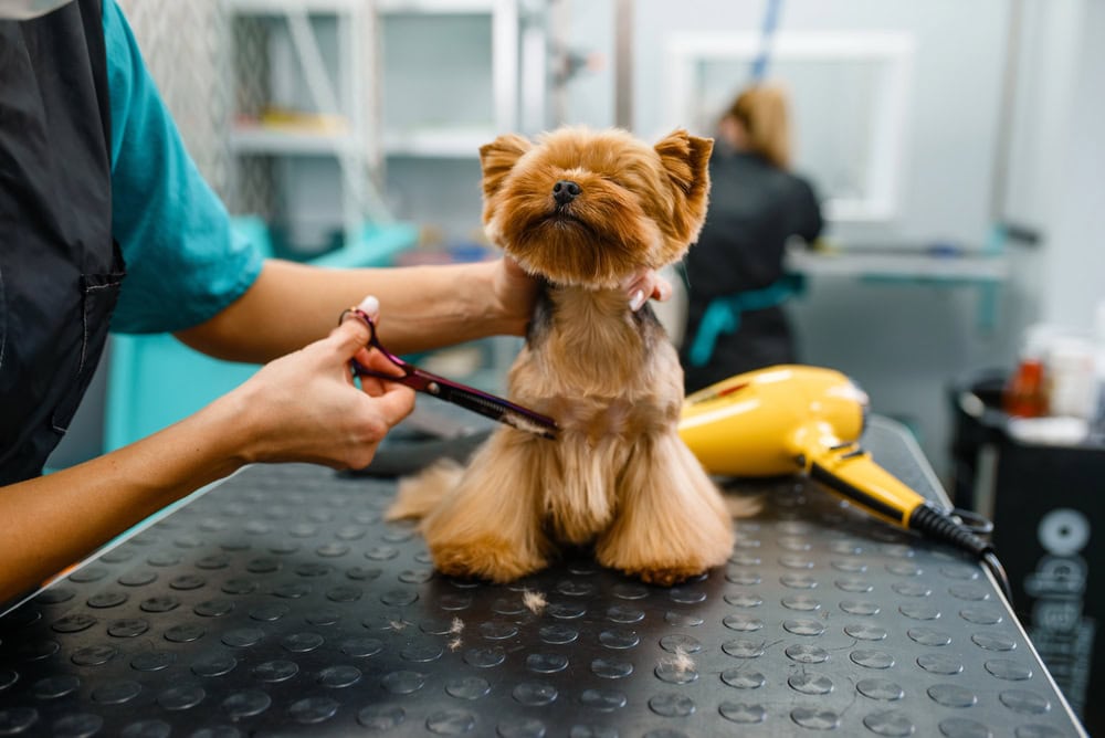 A small dog sits on a grooming table while a groomer trims its fur with scissors; a hairdryer is visible next to the dog.
