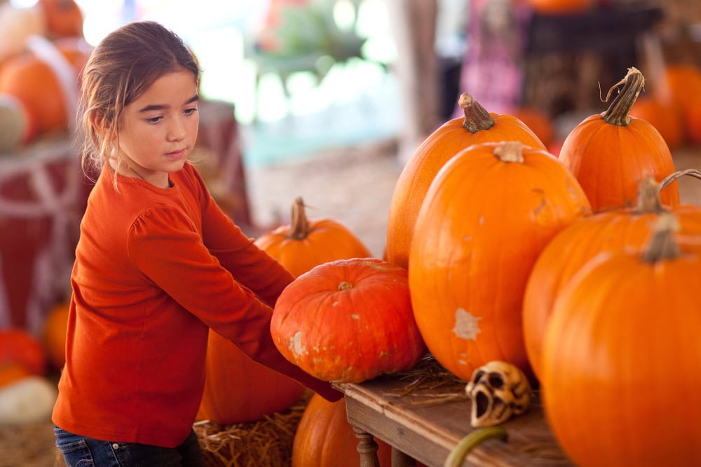 A girl in an orange shirt lifts a pumpkin from a table filled with large pumpkins at a pumpkin patch.