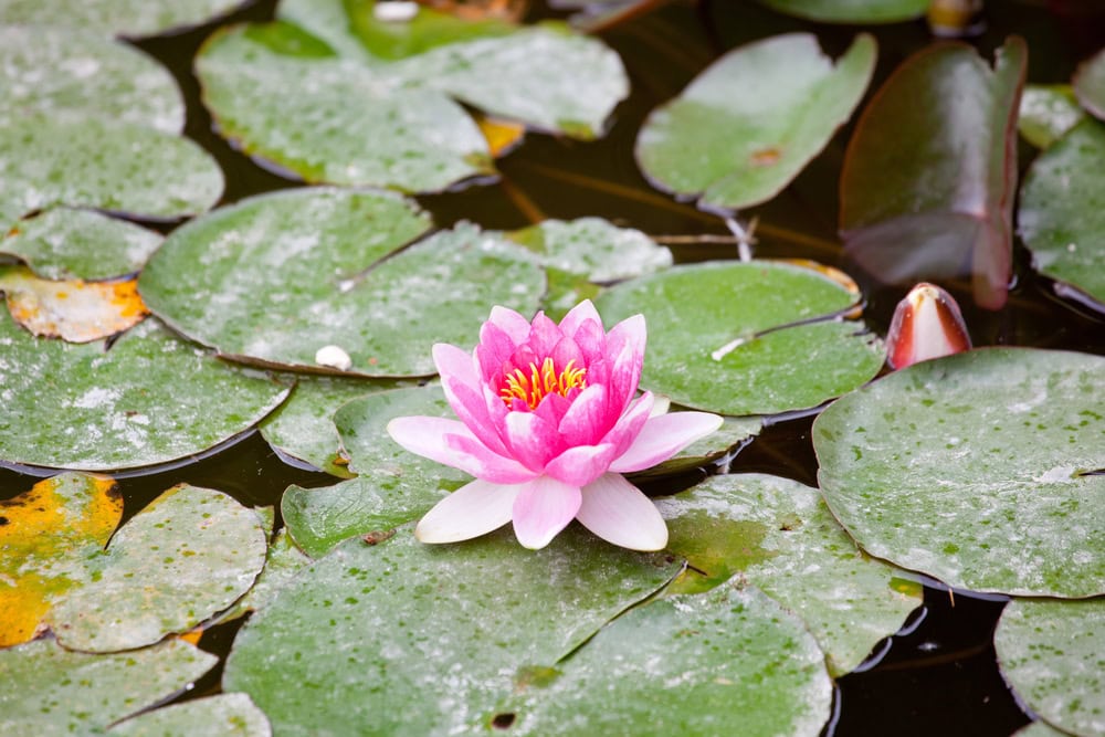 Pink water lily in bloom sits on green lily pads floating on a pond, with some yellow and brown spots on the leaves.