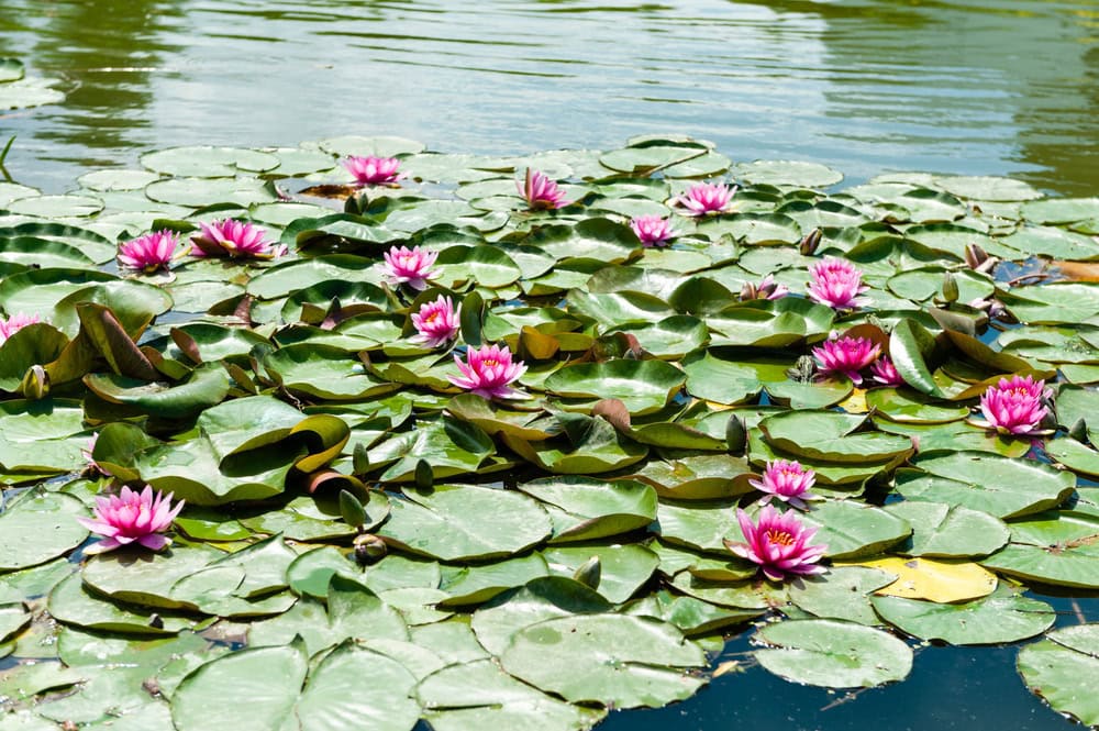 Pink water lilies and green lily pads float on the surface of a pond under natural daylight.
