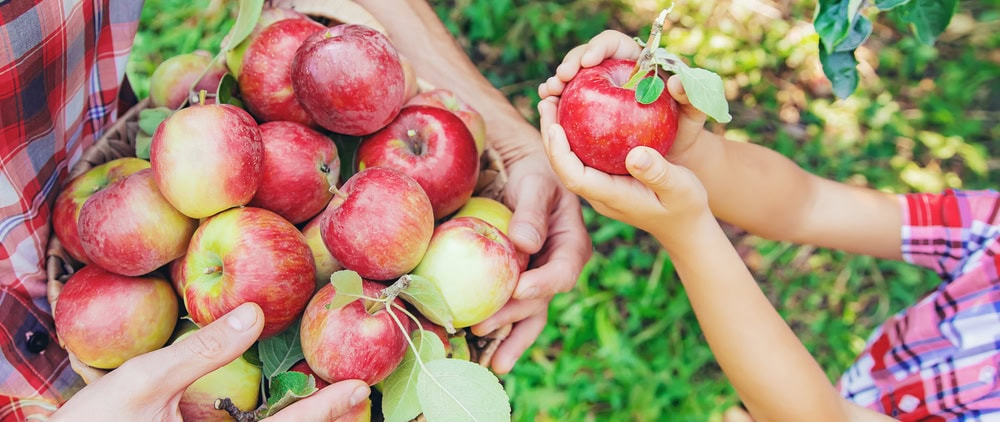 Close-up of hands holding a basket of red apples while a child picks an apple from a tree branch outdoors.