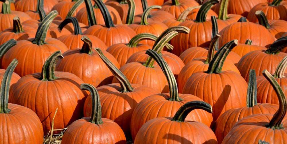 A large group of orange pumpkins with green stems are arranged closely together outdoors.