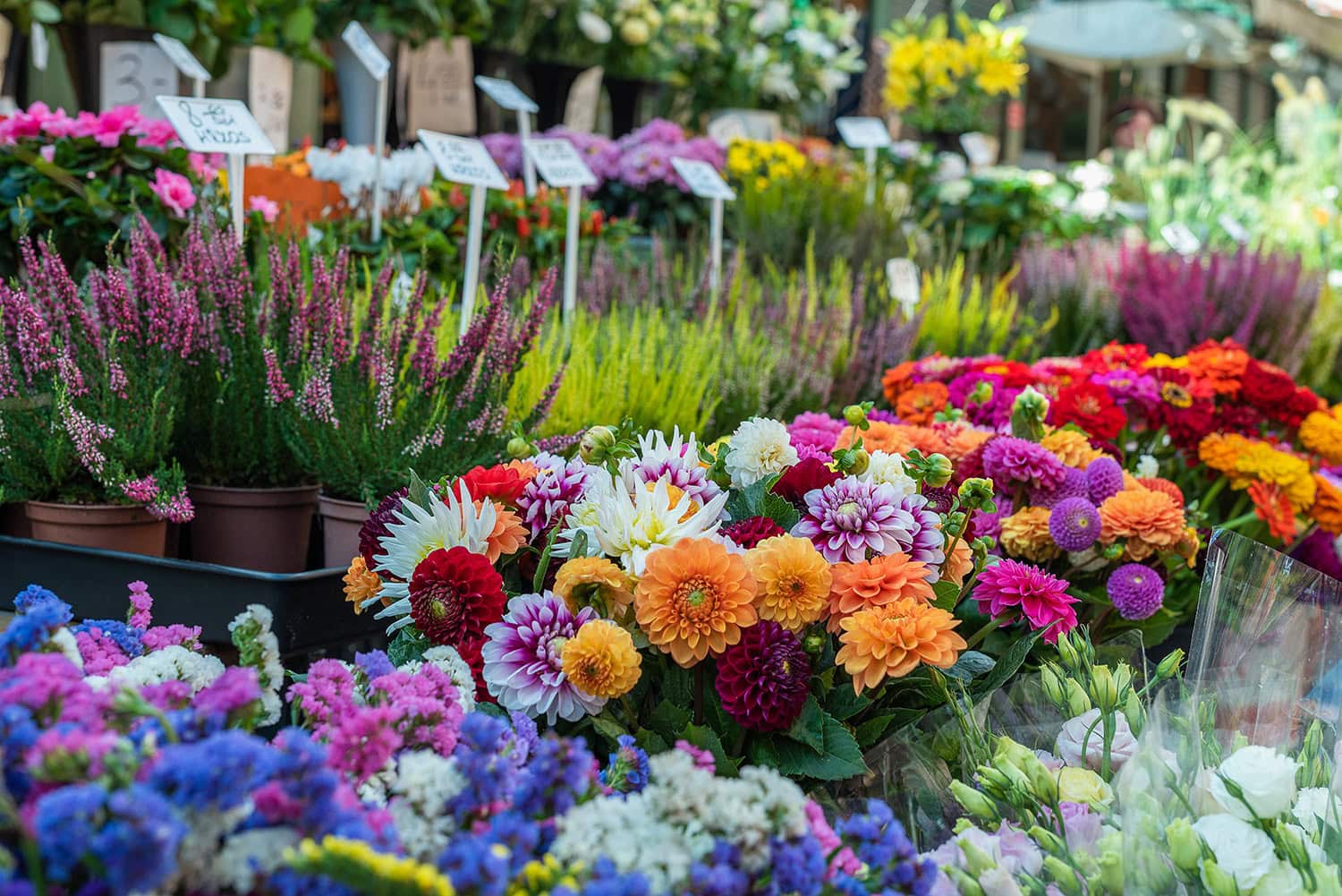 Various colorful flowers are arranged in bunches and pots at a market stall, with price tags displayed above some of the arrangements.