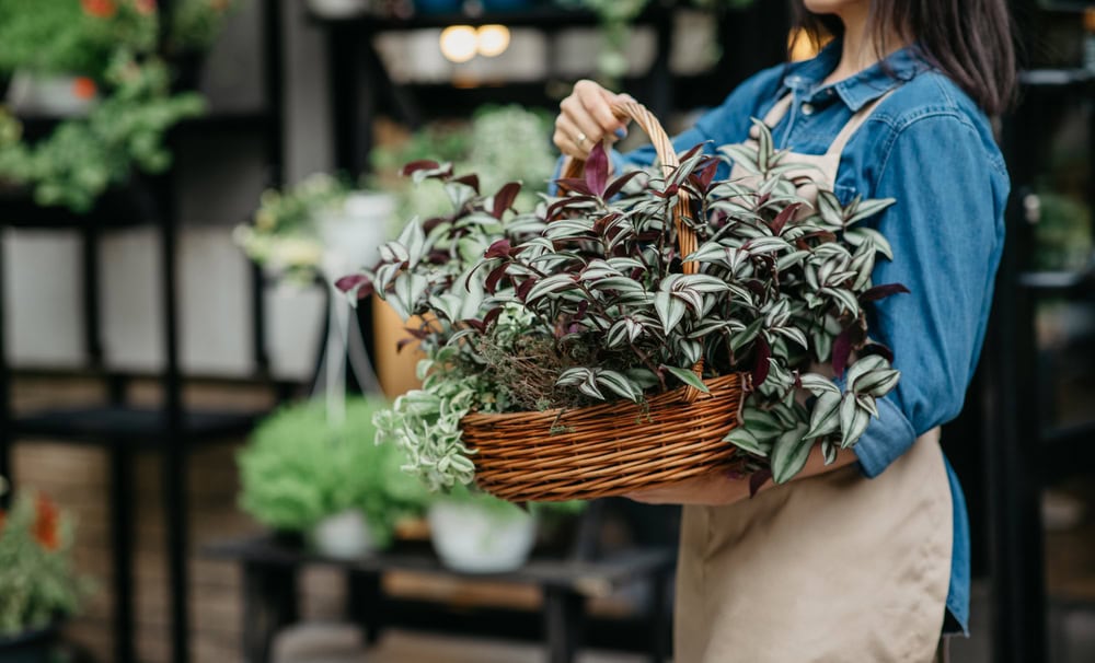 Person in an apron holding a wicker basket filled with various potted houseplants, standing in a plant shop.
