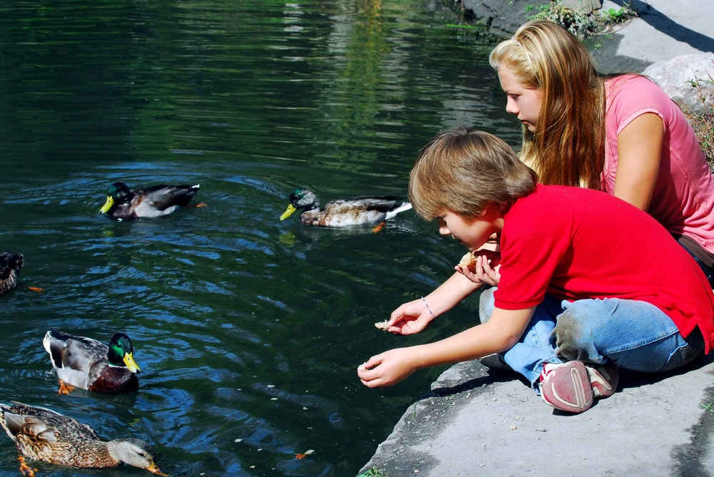 Two children sit on a concrete edge feeding bread to ducks in a pond on a sunny day.