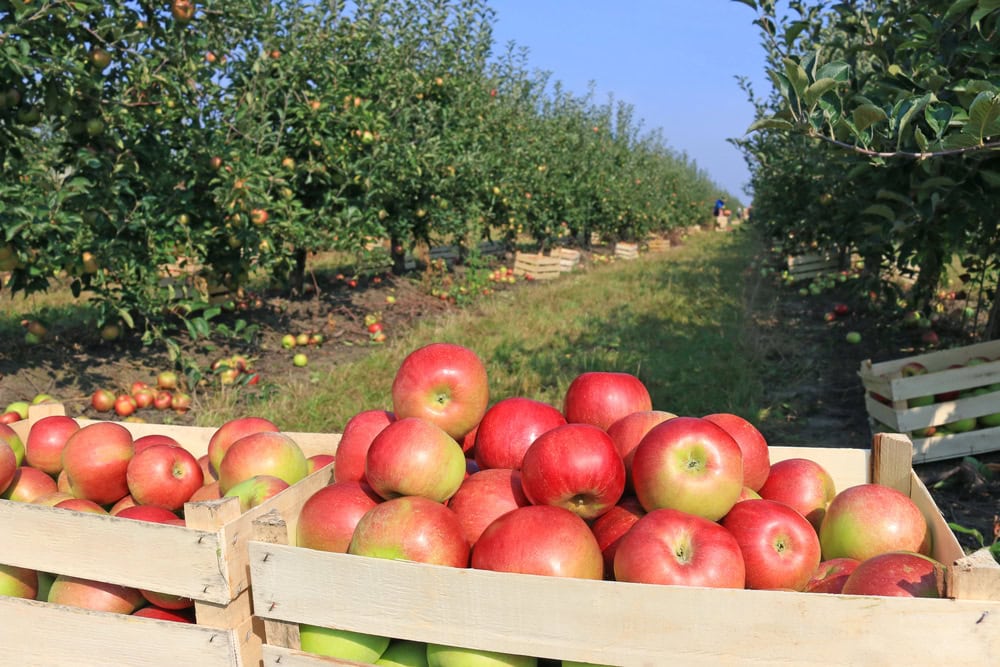 Wooden crates filled with red and green apples are placed in an apple orchard, with rows of apple trees and more crates in the background under a clear sky.