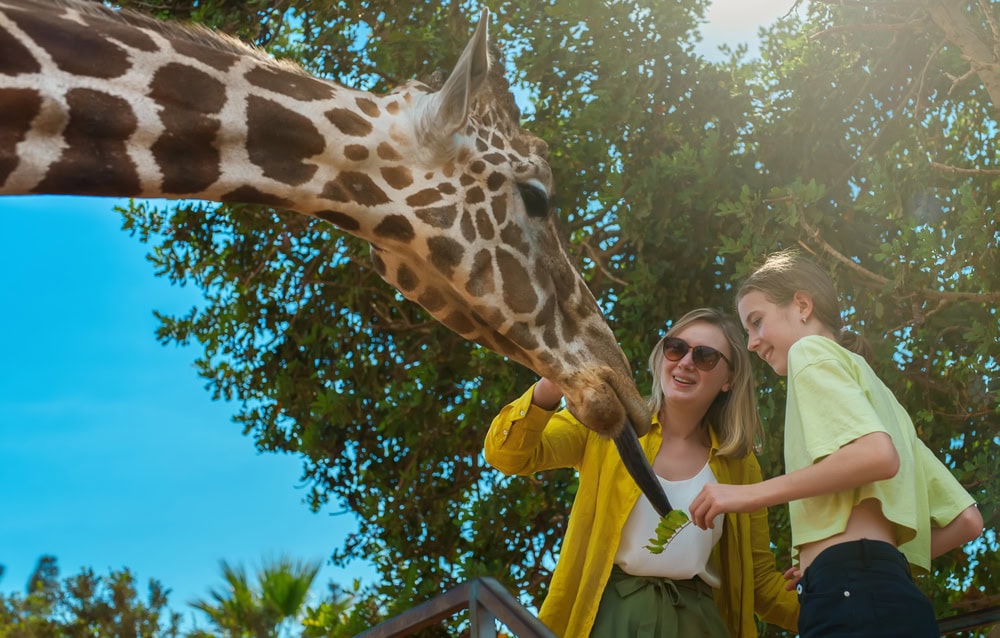 Two people feed leaves to a giraffe outdoors on a sunny day, with trees and a clear blue sky in the background.