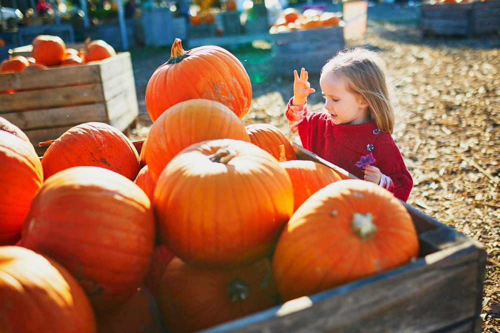 A young child in a red sweater stands next to a large wooden crate filled with orange pumpkins at an outdoor pumpkin patch.