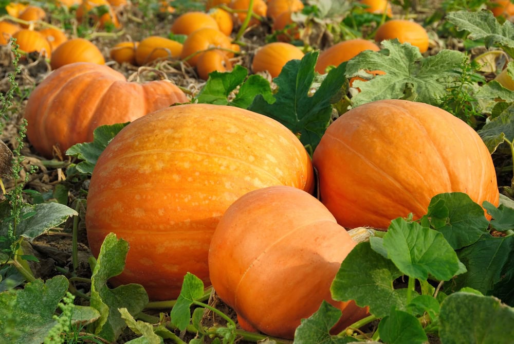 Several large, ripe pumpkins growing on the vine in a pumpkin patch surrounded by green leaves and stems.