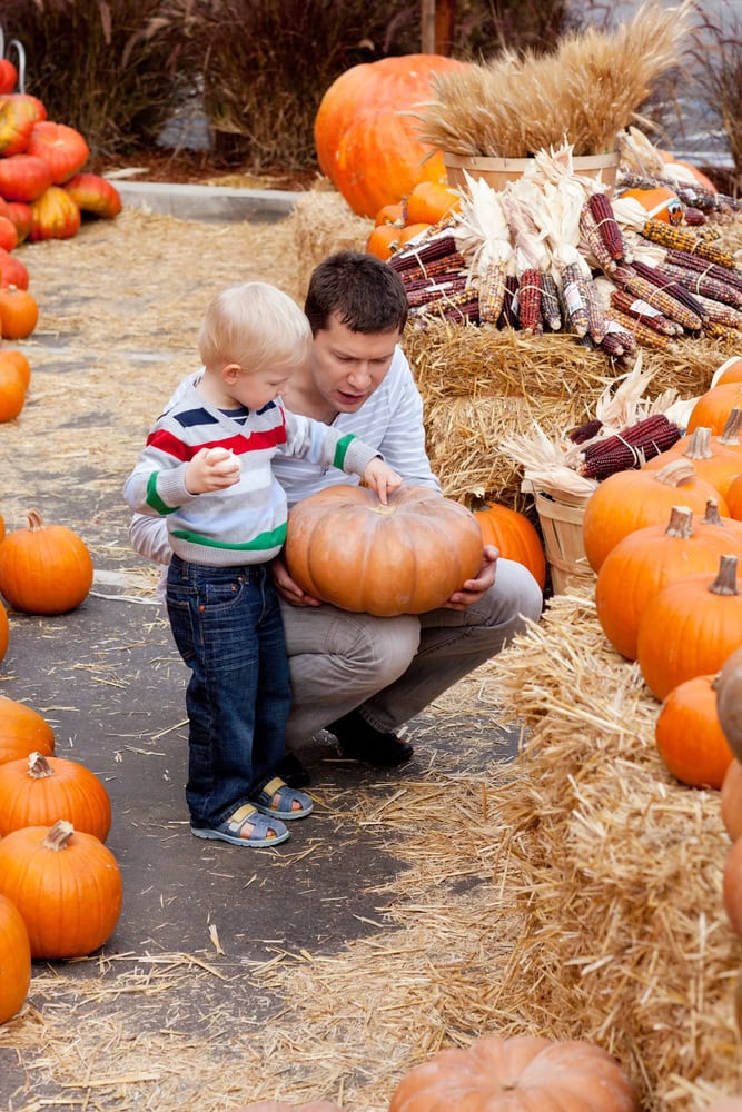 An adult and a child examine a large pumpkin at an outdoor pumpkin patch, surrounded by pumpkins, straw bales, and decorative corn.