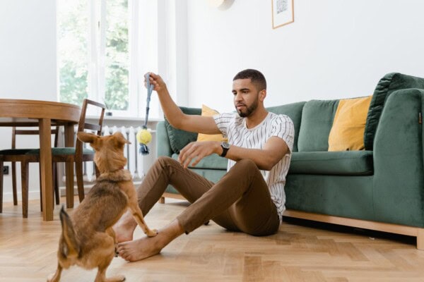 A man sitting on the floor in a living room plays with a small brown dog using a toy.
