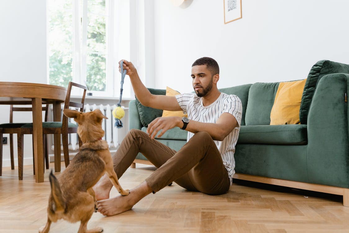 A man sitting on the floor in a living room plays with a small brown dog using a toy.